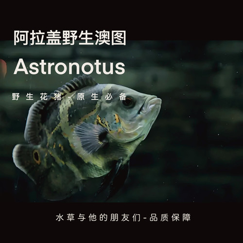 阿拉盖花猪-地图七星奥利诺科苗子地图鱼南美热带观赏鱼