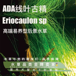 ada线叶古精真正水下叶-真正日本引种后景草绿色真水草活体活水草