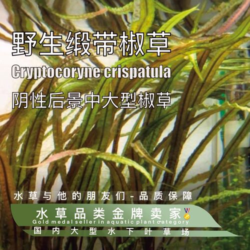 水下叶真水草植物生态水草