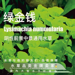 绿金钱真正水下叶一水草缸阴性水草中景水草古法缸易活易养不死