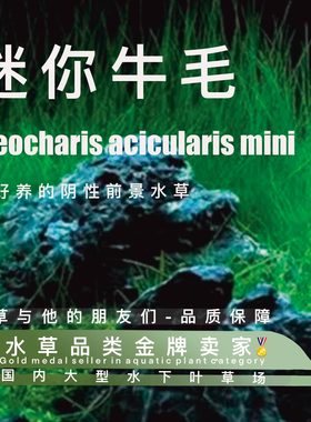 迷你牛毛真正水下叶一阴性水草