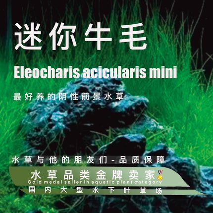 迷你牛毛真正水下叶一阴性水草无碳前景推荐生长迅速前景鱼缸草坪