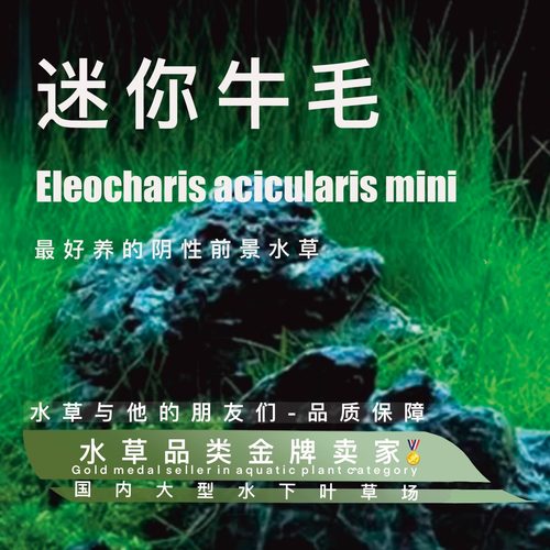 迷你牛毛真正水下叶一阴性水草