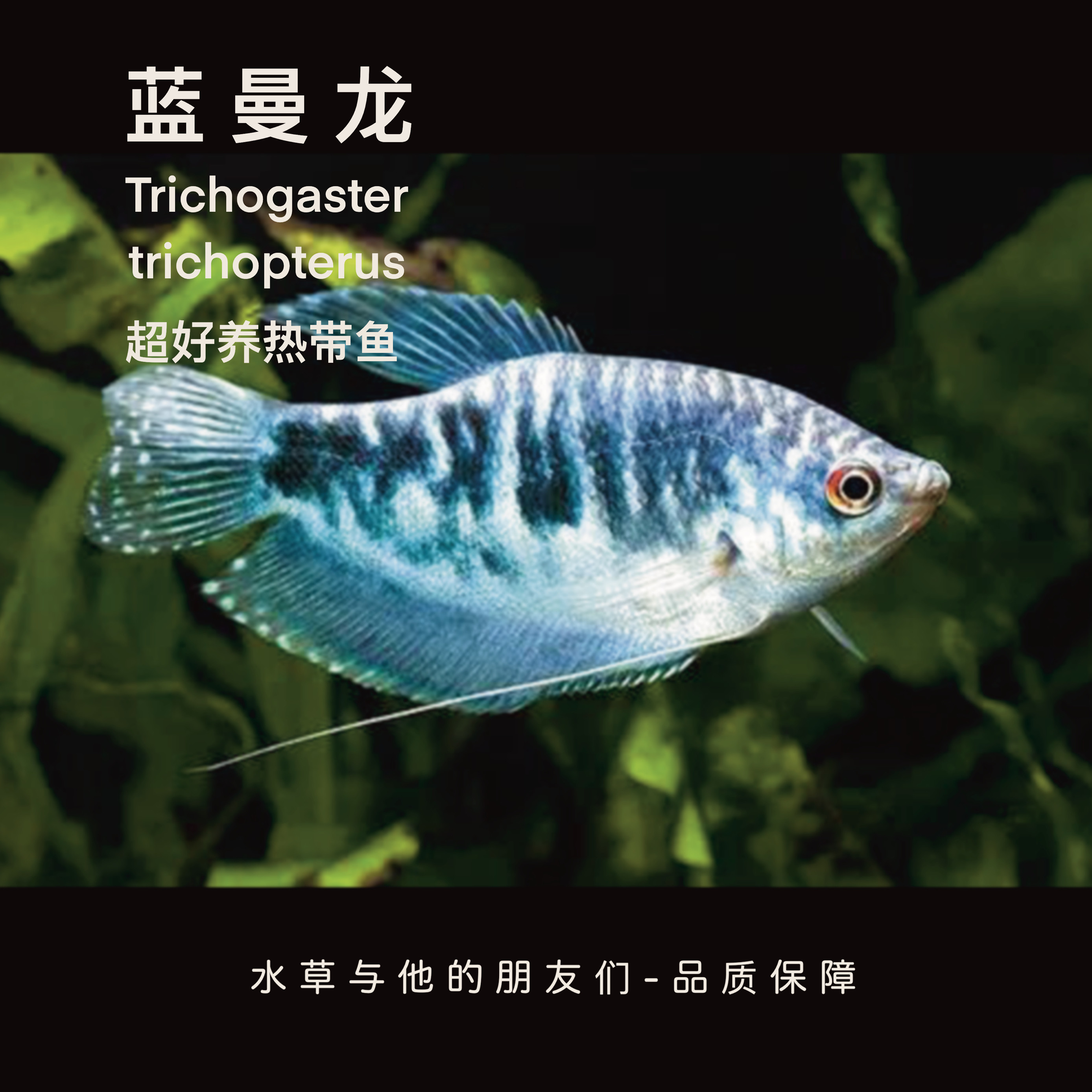 蓝曼龙鱼-黄曼龙鱼-热带观赏鱼小型淡水好养耐活群游红绿灯科鱼苗