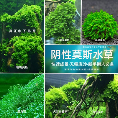 阴性莫斯水草合集套餐真水下叶懒人水培真植物套餐阴性前景珊瑚树