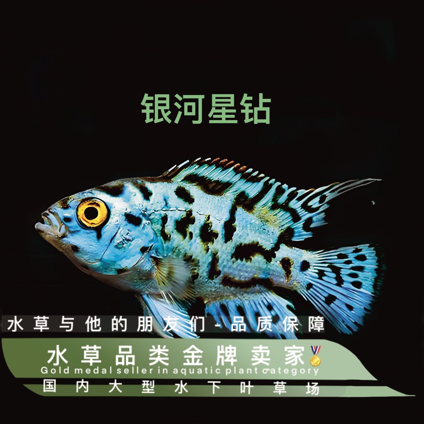 银河星钻（定水）群游星钻短鲷三湖慈鲷美洲慈鲷鱼热带新手易养鱼