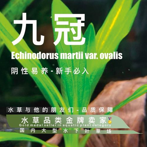 迷你九冠真正水下叶鱼缸专用