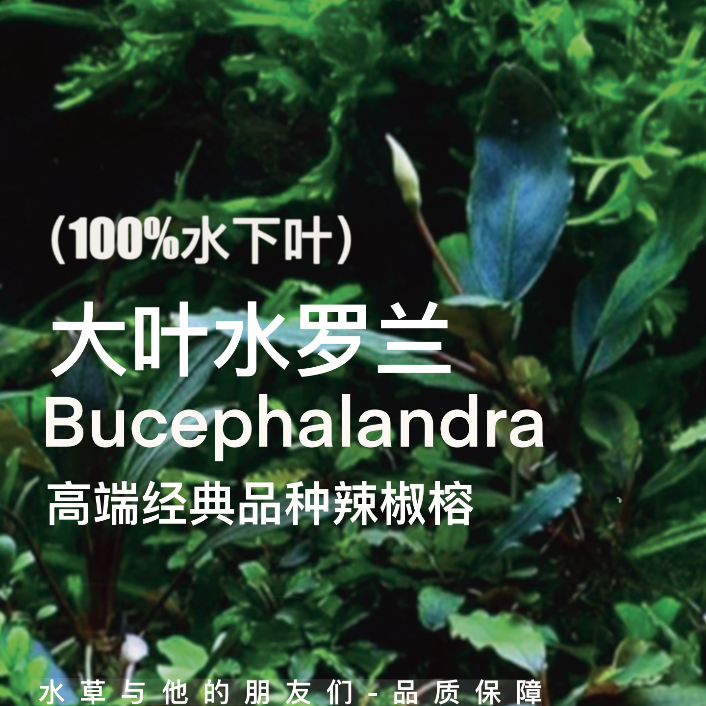 大叶水罗兰辣椒榕（100%水下叶）大植株沉木攀附类阴性水草微发色
