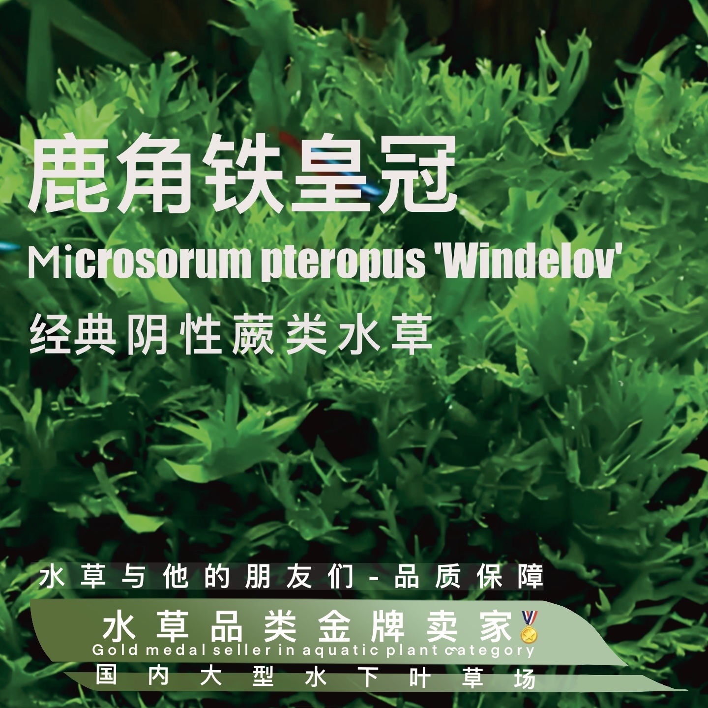 养不死水草系列-鹿角铁皇冠（100%水下叶）阴性水草无碳种植不死