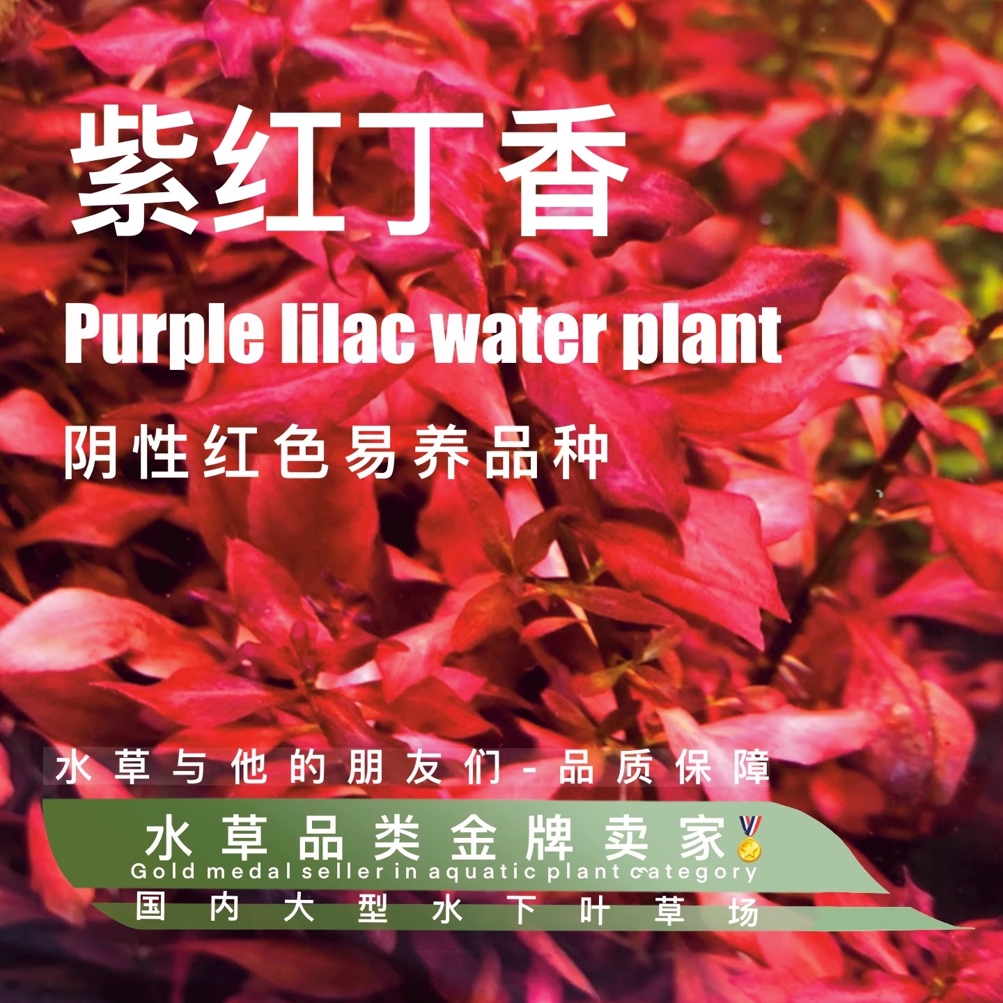 水草与他的朋友们紫红丁香水草