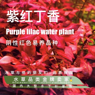 水草与他的朋友们紫红丁香水草