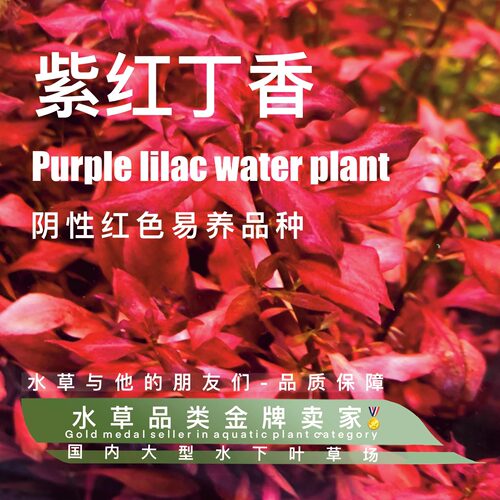 水草与他的朋友们紫红丁香水草