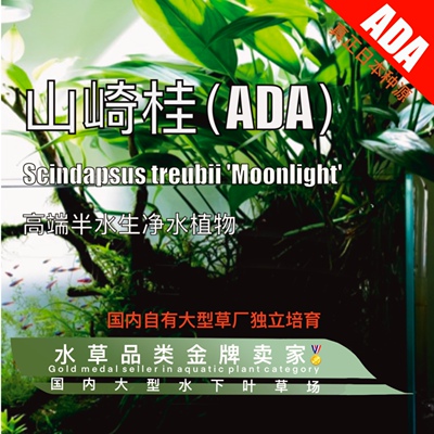 ADA山崎桂（半水）母株净水之王