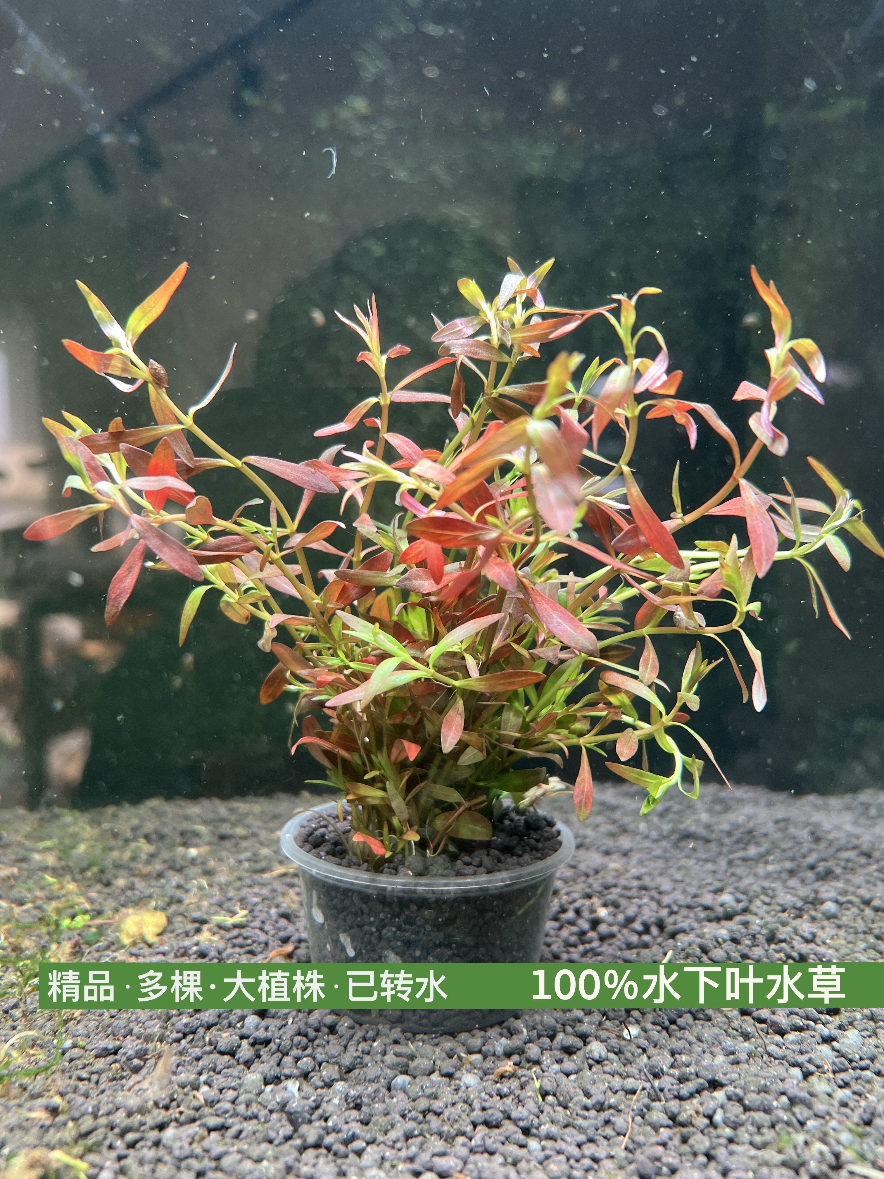 养不死水草系列-小红莓(100%水下叶)阴性易养中景后景