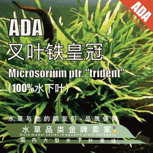 ADA皇冠铁皇冠水草稀有好活