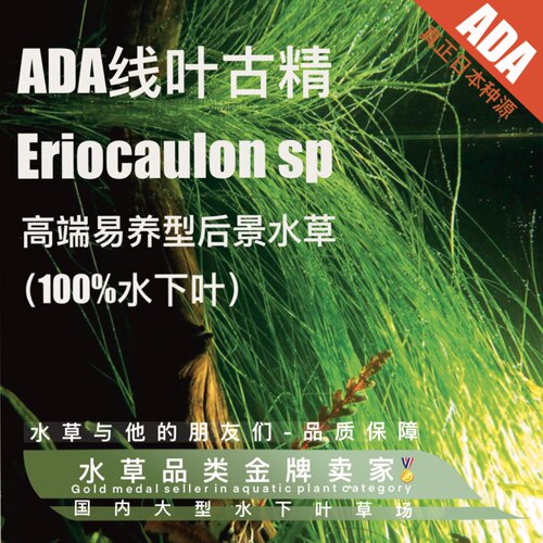 ada线叶古精真正水下叶