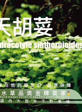 天胡荽真正水下叶一水草前景水草攀附性生长水草底沙阴性水草