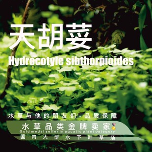 天胡荽真正水下叶一水草前景水草攀附性生长水草底沙阴性水草
