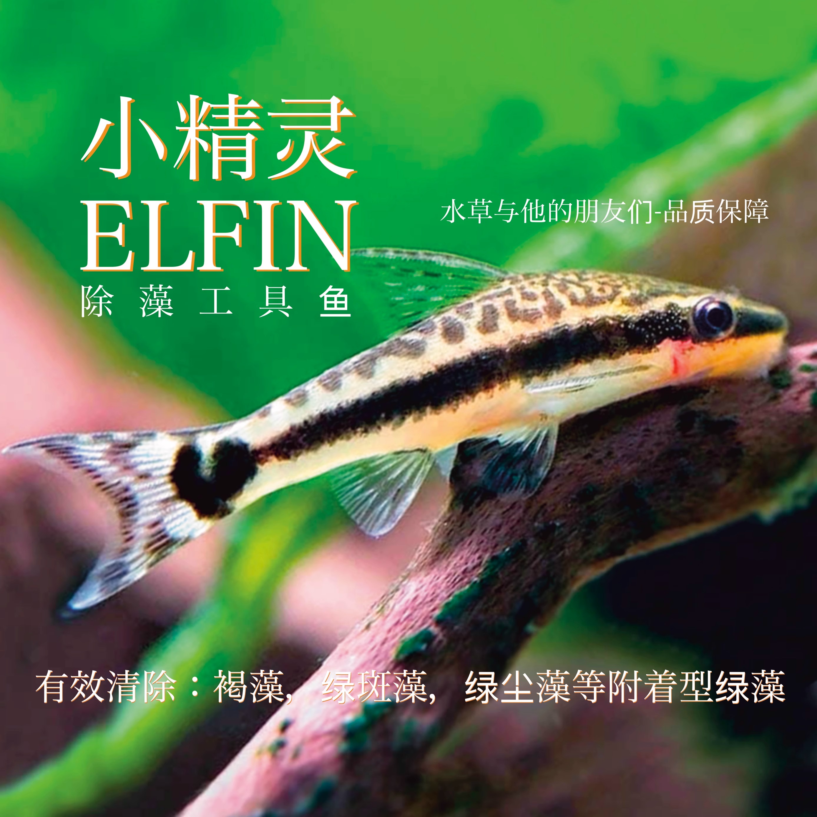 小精灵鱼（进口定水）小精灵工具鱼除藻鱼除藻非常好勤劳好动