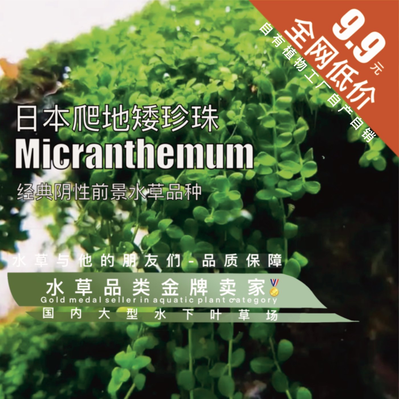 前景爬地矮珍珠自养水下叶水草阴性草坪无碳养殖裸草发货自产自销,宠物/宠物食品及用品,水草,淘宝优惠券,粉丝福利购,淘宝优惠卷