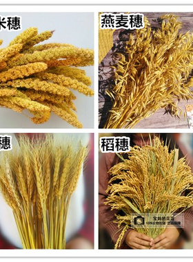 稻穗麦穗高粱芝麻杆小米穗干花