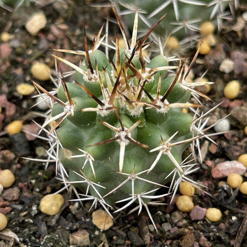 鹿角柱属 卫美玉 易开花实生仙人掌多肉有根仙人球类