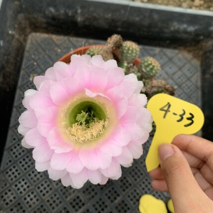 江南百草园 6.3 实生杂交彩草 一物一拍 第二组