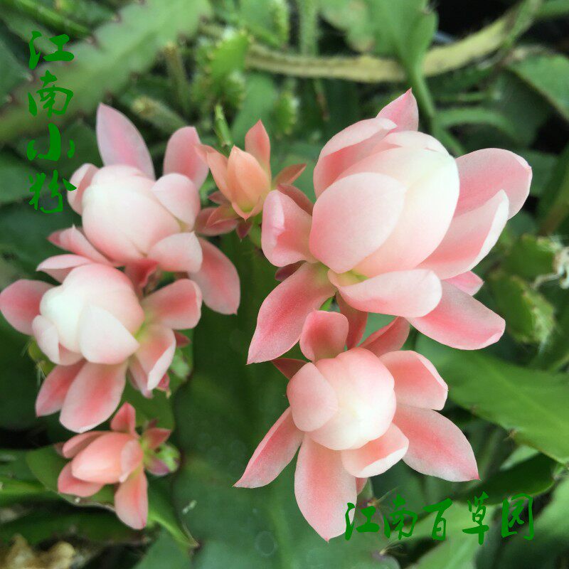 江南百草园 江南小粉等令箭荷花   无根枝条 15厘米