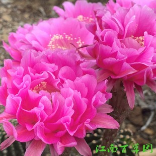 江南百草园 514 嫣然 3厘米无根短刺皱瓣仙人球 自繁彩草