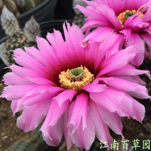 鹿角柱属折墨江南百草园