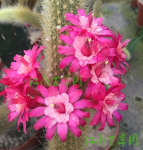 黄金纽杂交17 猴尾杂交 无根枝条10厘米