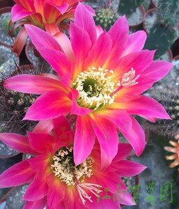 美丽毛花 19 #信标 Leuchtfeuer