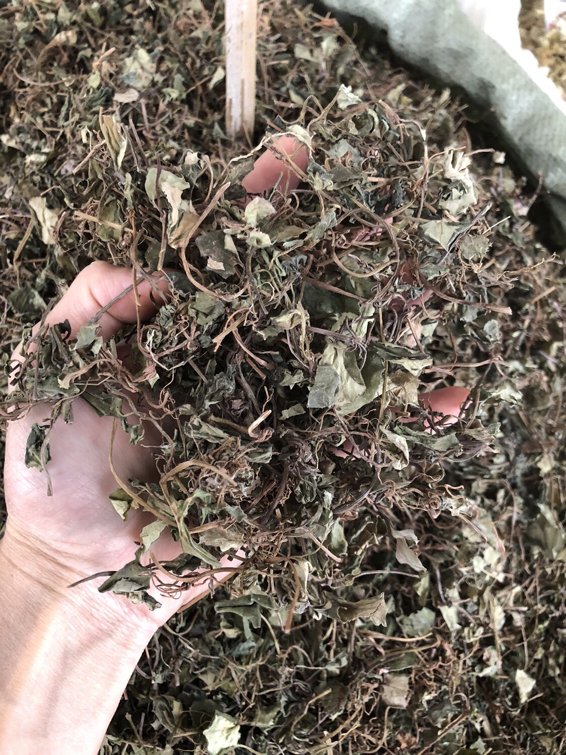 中药材金钱草500g中草药四川正宗大叶金钱草干茶过路黄溶石草