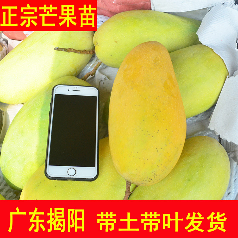 芒果苗树嫁接特大金煌芒台农四季红贵妃带土带叶地栽盆栽当年结果