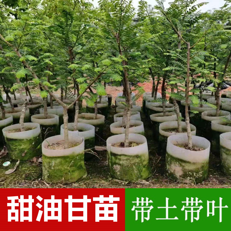 崩坎狮头甜种油甘苗油甘果树余甘子四季结果苗嫁接果树苗带土带叶