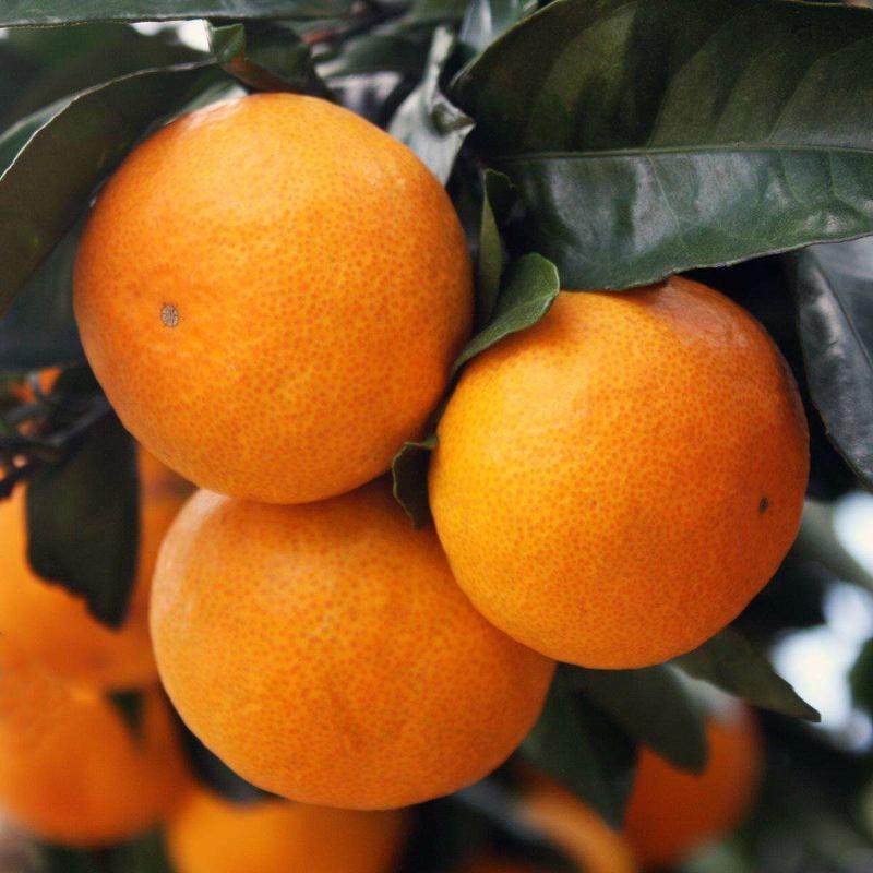 正宗临海涌泉蜜桔10斤整箱当季水果新鲜桔子黄岩蜜橘台州橘子应季,水产肉类/新鲜蔬果/熟食,桔子,淘宝优惠券,粉丝福利购,淘宝优惠卷