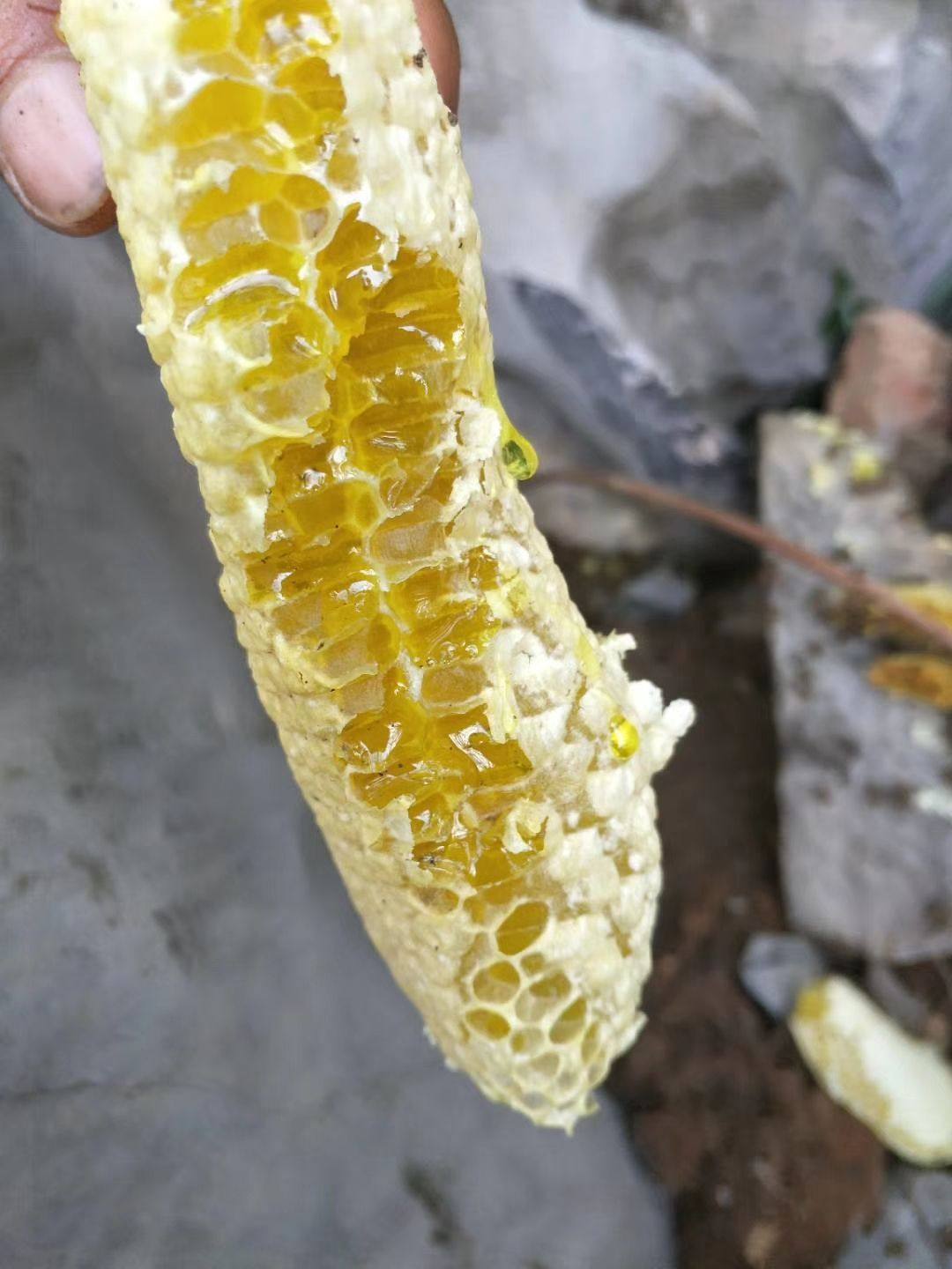 丹江口水库深山野生中华土蜂蜜自然成熟一年收割一次高浓度百花蜜