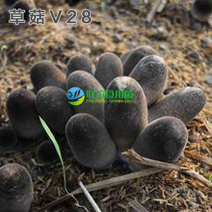 联谊食用菌珍稀食用菌品种母种一级种【草菇V28】原种二级种