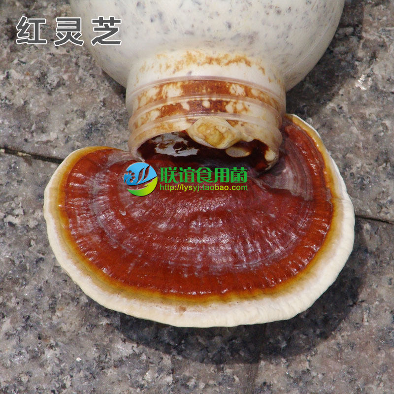 食用菌菌种 母种 灵芝盆景 适食用菌菌种