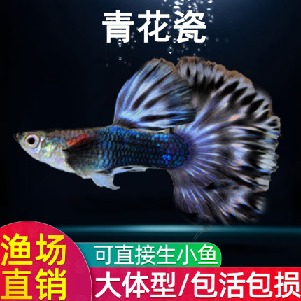 青花瓷孔雀鱼大体型观赏鱼蓝色渐变胎生凤尾鱼热带小鱼包活包损