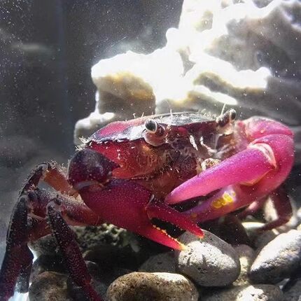 原生态中华紫蟹好养活淡水观赏蟹水族箱宠物螃蟹活体萌宠紫罗兰蟹