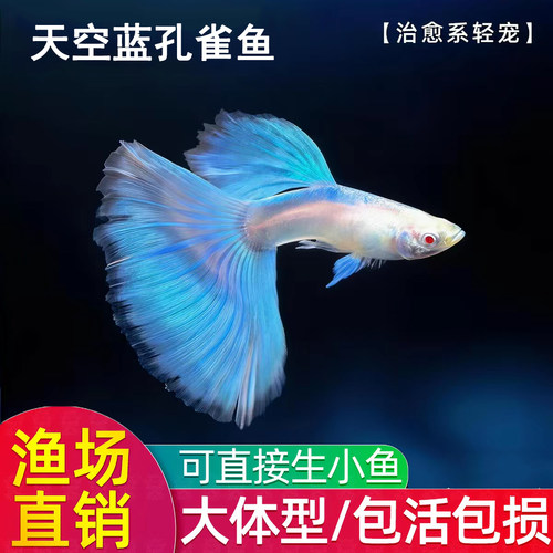 天空蓝孔雀鱼淡水胎生凤尾鱼活体