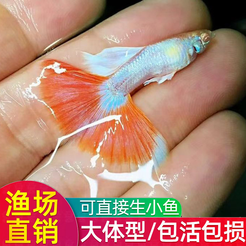 火烧云孔雀鱼活体红白观赏鱼新手易养4cm大体型孔雀鱼渔场直销