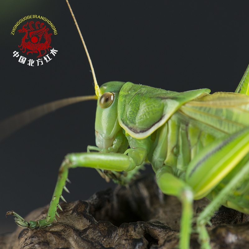 包邮活体冬蝈蝈平谷黑铁皮 翠绿蝈蝈新脱蝈蝈包运输风险分房养殖