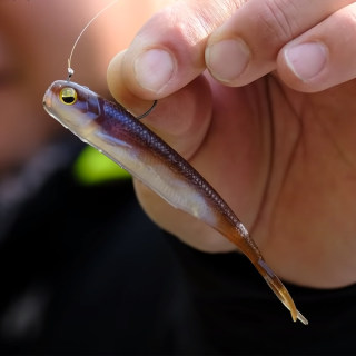 日本RAID路亚叉尾软鱼FISHROLLER3寸空心浮力假饵插铅铅头钩钓组