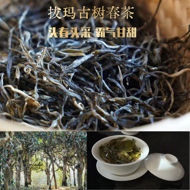 【2024】南糯山拔玛百年古树普洱茶春茶 纯正核心产区古树