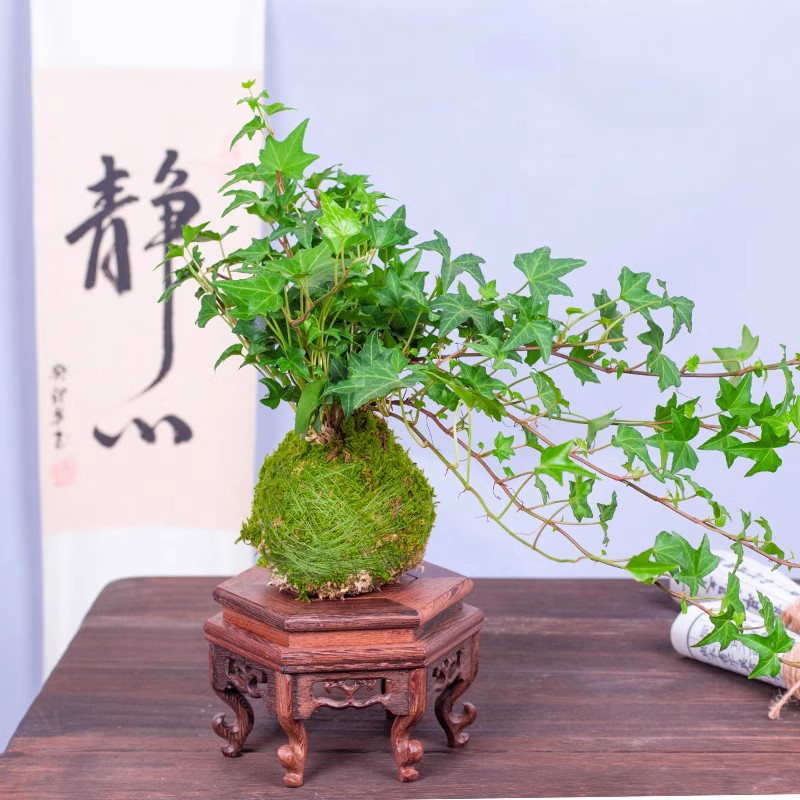 苔藓球水培植物盆景蕨类米竹文竹菖蒲春雨六月雪镜面草福建茶盆栽