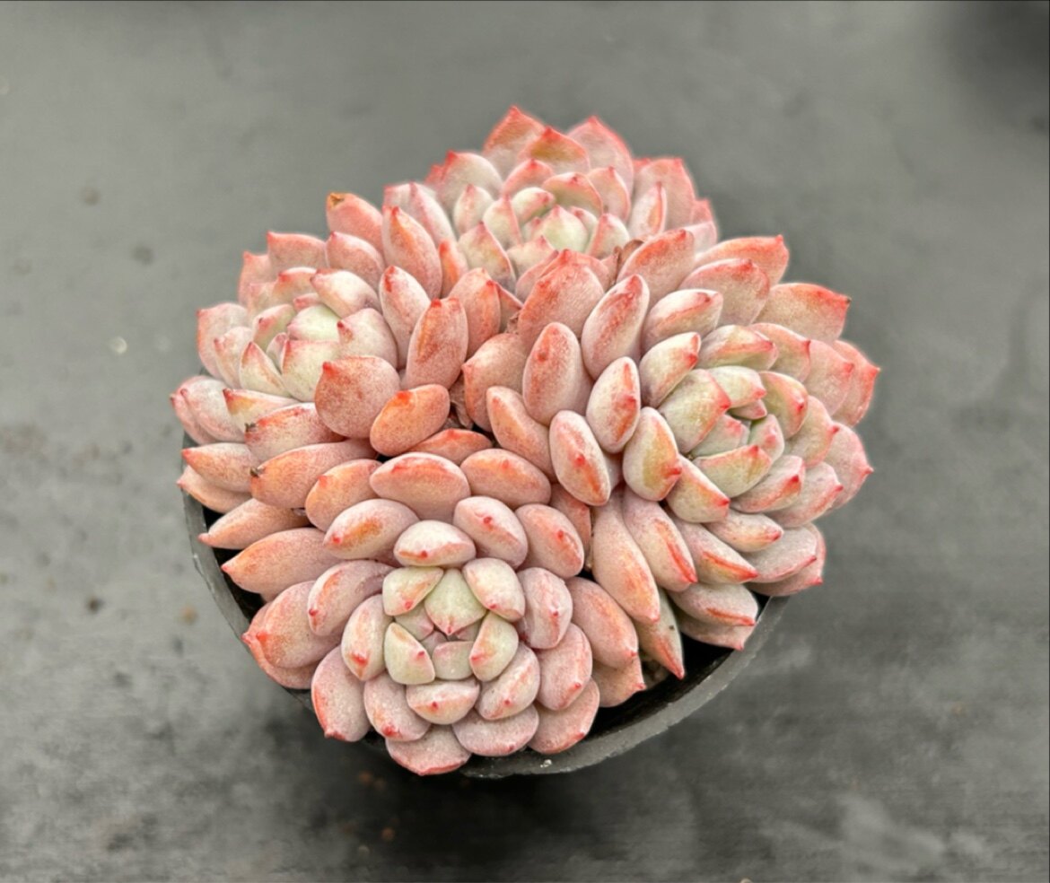佳境园艺 小红衣杂交雪莲二代6cm 多肉植物满38包邮除偏远