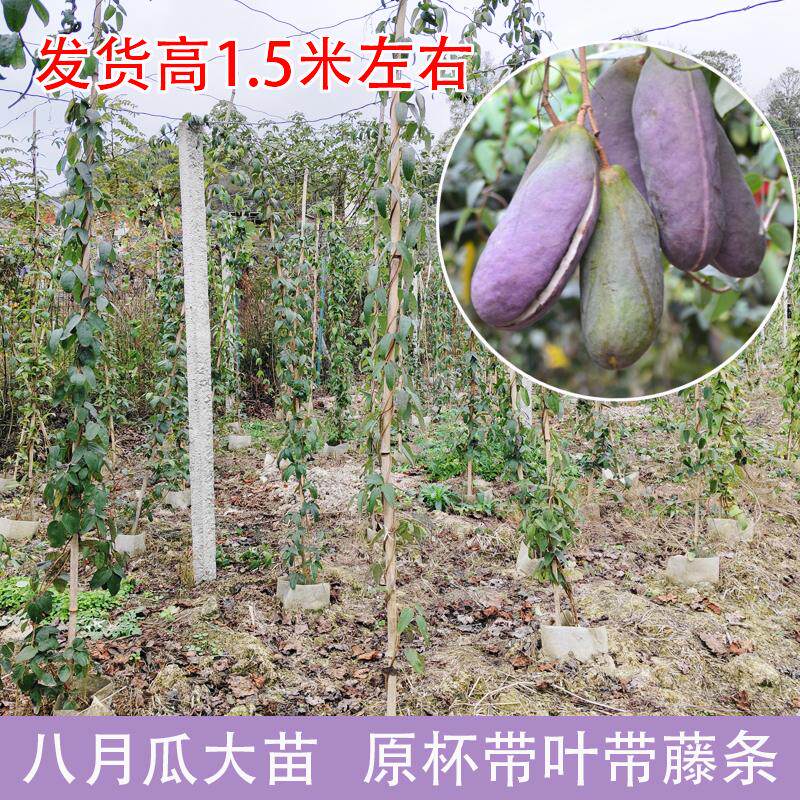 八月瓜苗8月炸树苗三叶木通九月瓜苗明年结果带叶带土贵州