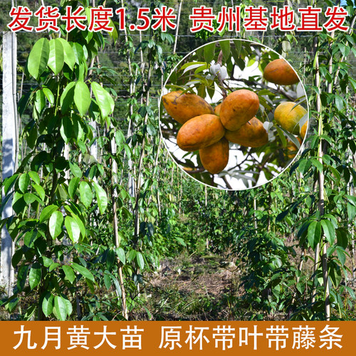 九月黄大苗带土杯带叶子